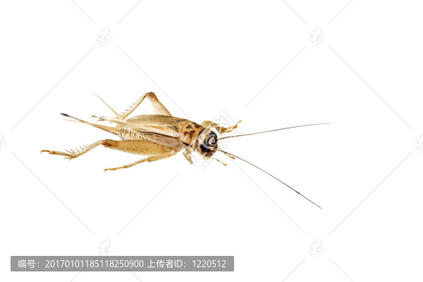 白色的蟋蟀