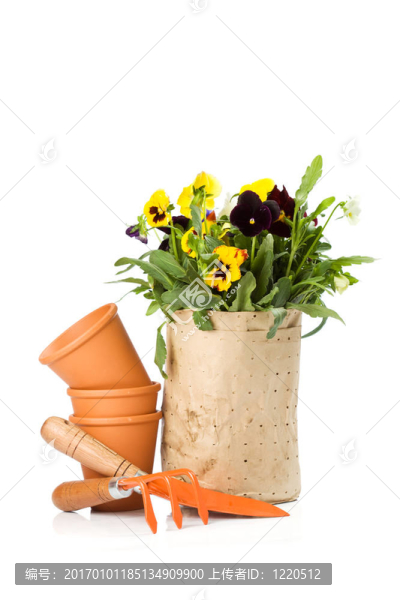 Flowers從商店準(zhǔn)備盆栽