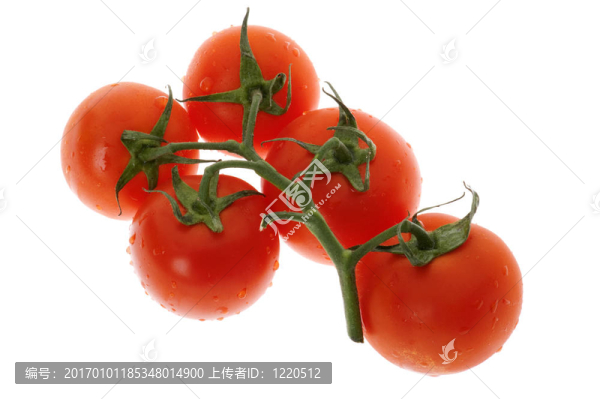 白底番茄