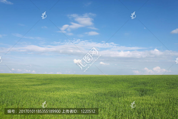 小麥田