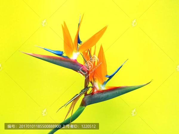 sterlitzia-匯圖網(wǎng) www.fosd68.com sterlitzia