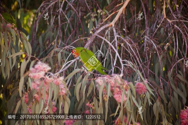 斜接的鸚鵡