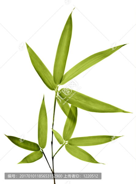 白底竹