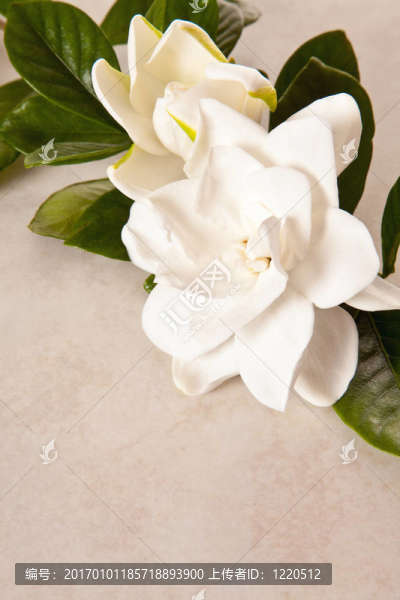 大理石背景上的白色梔子花