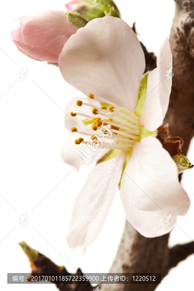 白色背景上開花的梅花枝