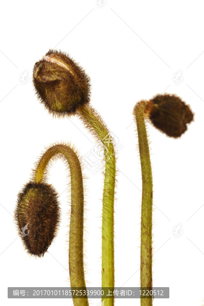 白色背景上的罌粟花蕾