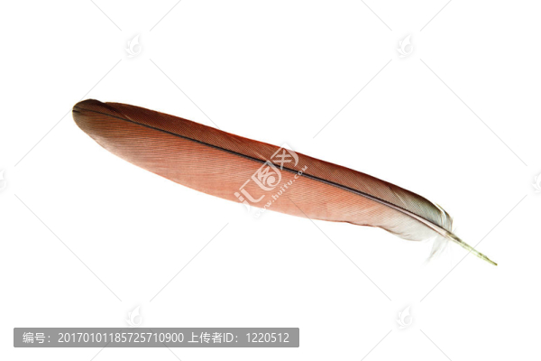 羽毛分離
