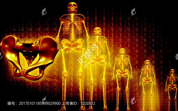 骨骼與人骨盆