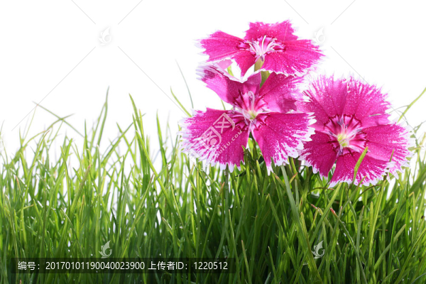 香石竹