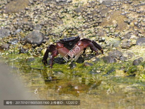 螃蟹在巖石上