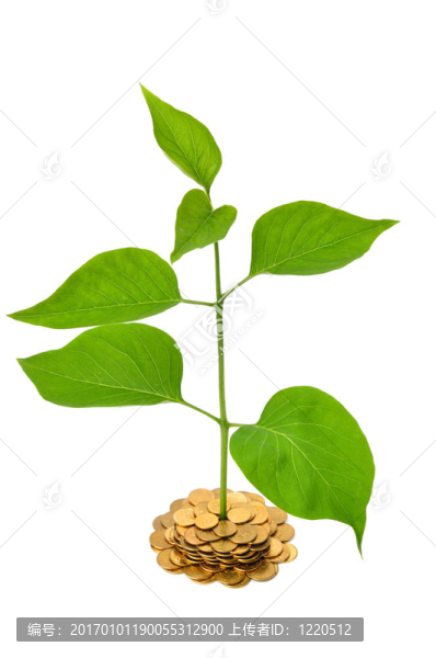 植物和硬幣