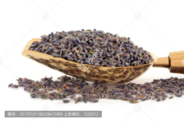 薰衣草的花