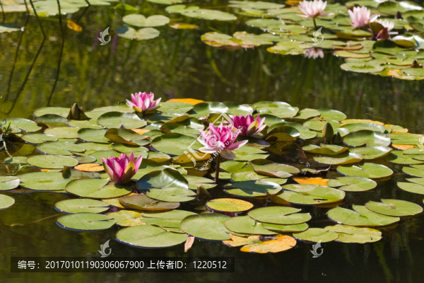 水百合