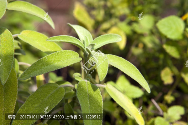 植物上的一些葉子。