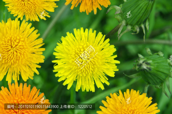 蒲公英