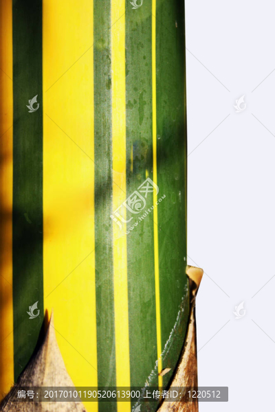 竹