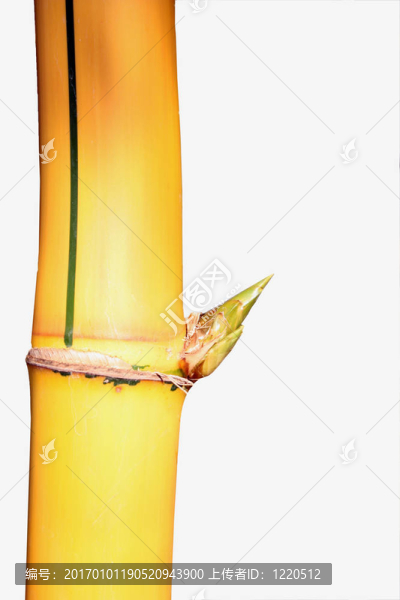 竹梢