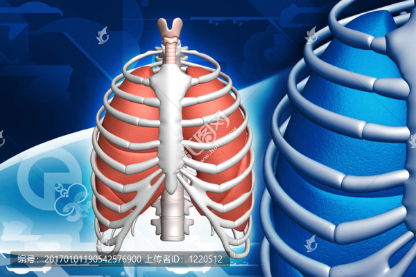 人肺和肋骨