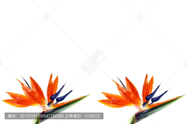 兩鳥天堂花