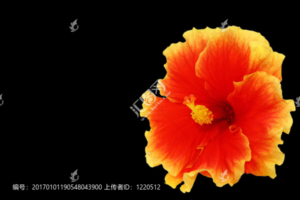 芙蓉