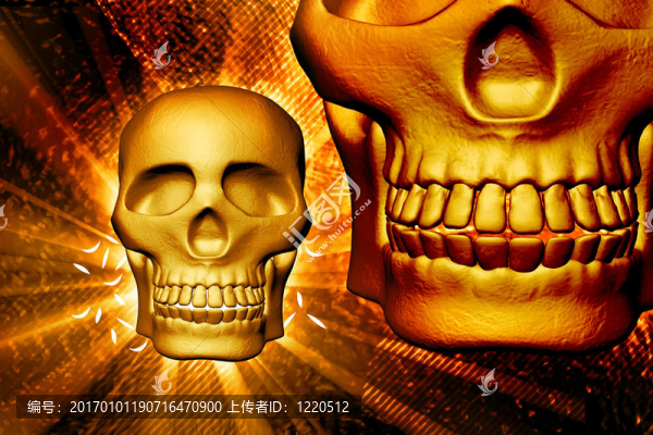 顱骨