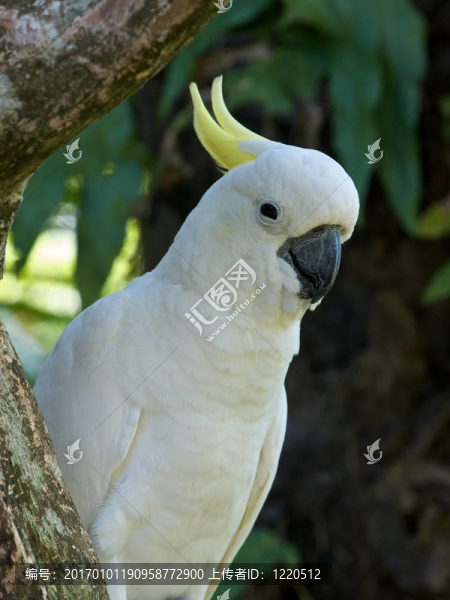 白鸚鵡