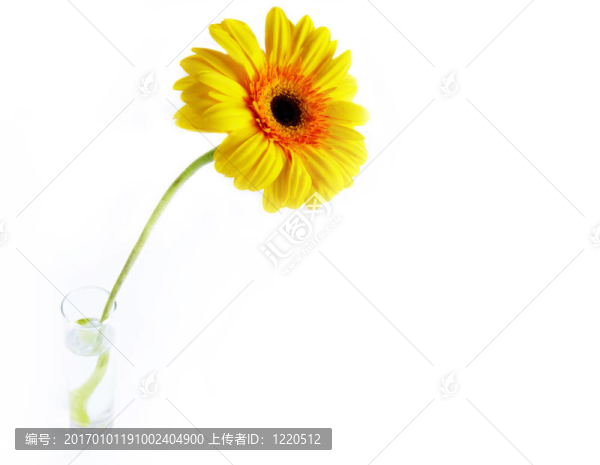 黃太陽菊