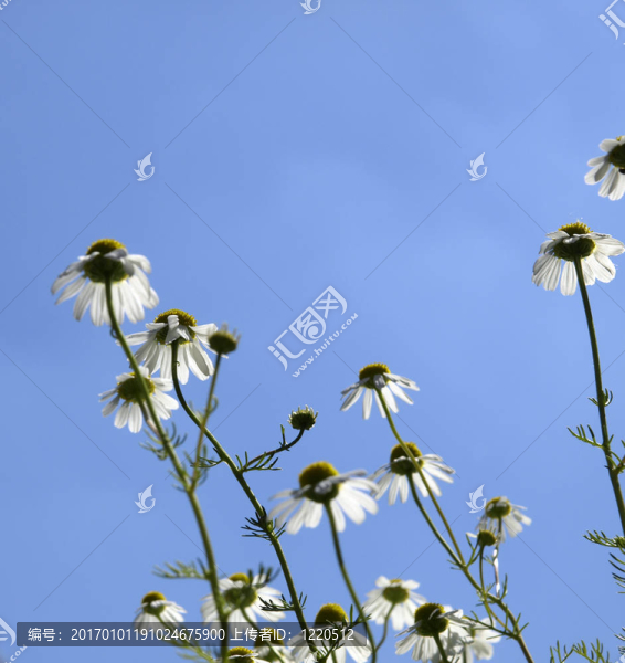洋甘菊