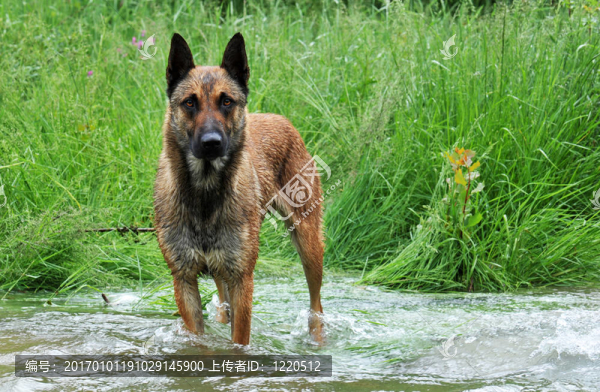 馬里努阿犬在河
