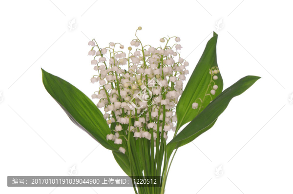 山谷百合