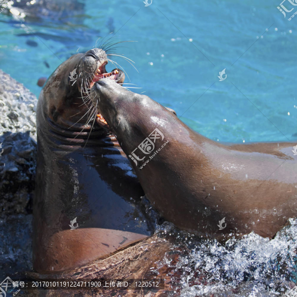 海獅