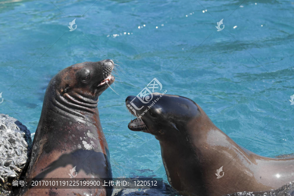 海獅