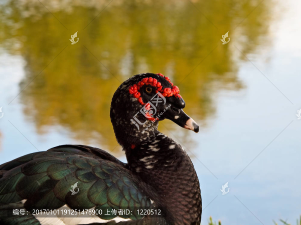 Muscovy,Duck；學(xué)名：Cairina,muschata；