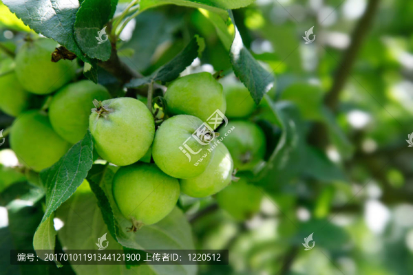樹枝上的青蘋果