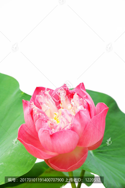 蓮花