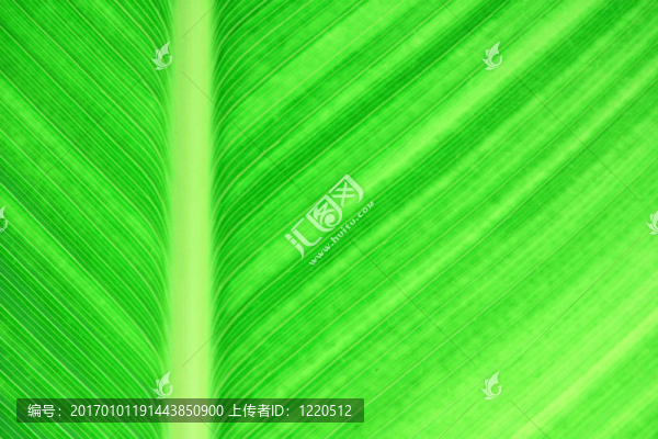 葉