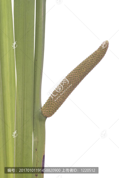 菖蒲