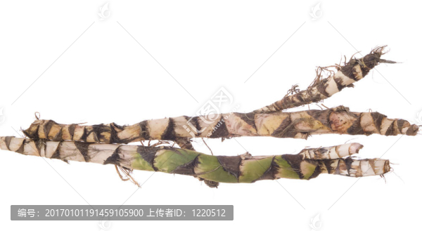 根菖蒲-匯圖網(wǎng) www.fosd68.com 根菖蒲