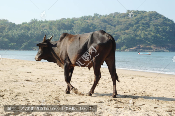 印度圣牛在海灘上；果阿邦