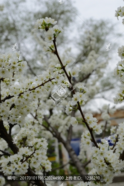 白色花朵-匯圖網(wǎng) www.fosd68.com 白色花朵
