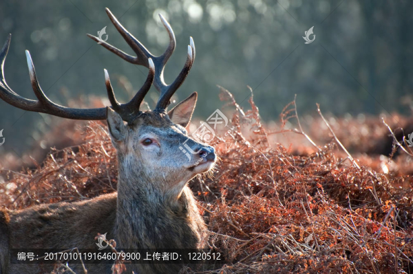 紅鹿的畫像在秋天秋天冬天森林景觀
