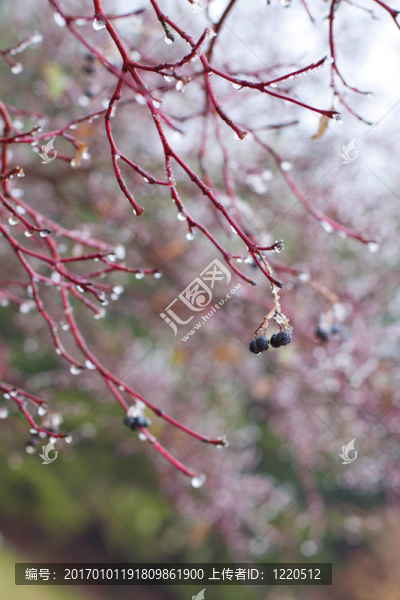 冰晶樹枝