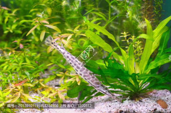 海藻中的魚
