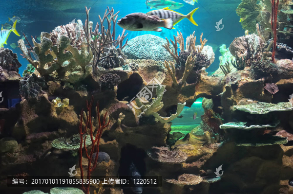 五顏六色的珊瑚礁