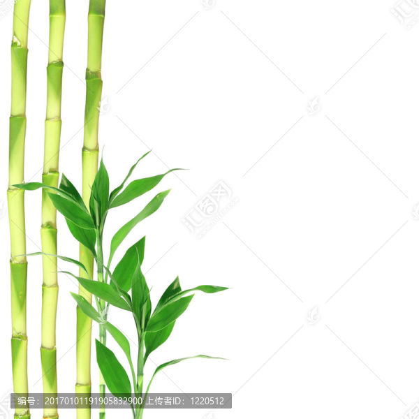 竹葉