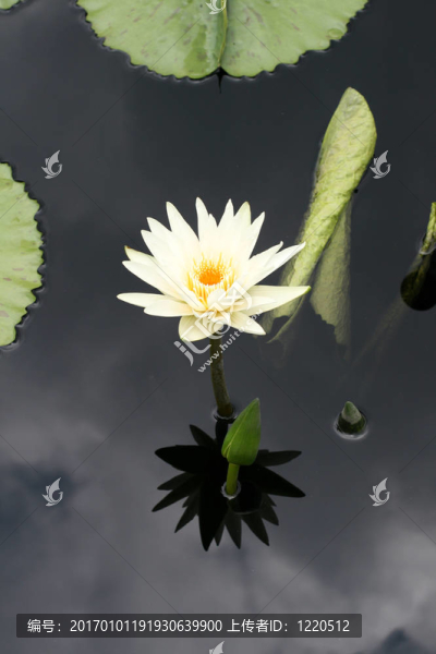 水百合