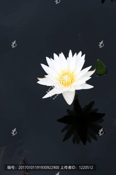 水百合