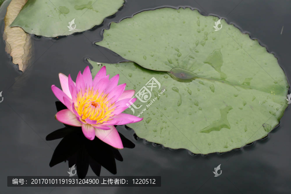 水百合
