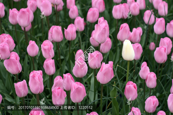 郁金香