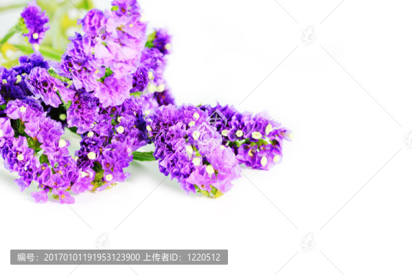 紫色的花